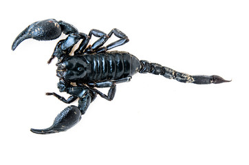scorpion.