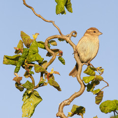 Moineau femelle