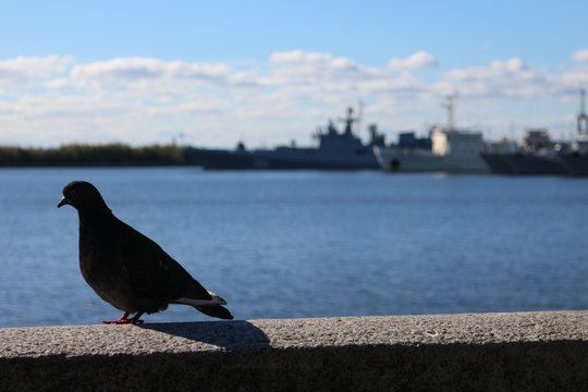 Pigeon on wall in Kronstadt, Russian federation
