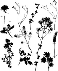 twelve black wild flowers set on white illustration