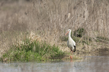 white stork in the swamp