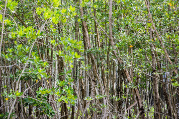 mangrove tree forest