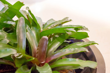 Obraz premium Bromeliad on white