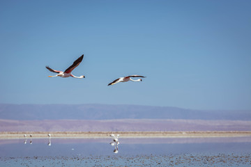Pair of flamingos flying over the salty lake. Salar de Atacama, Chile, South America. Flamingos in a natural park.