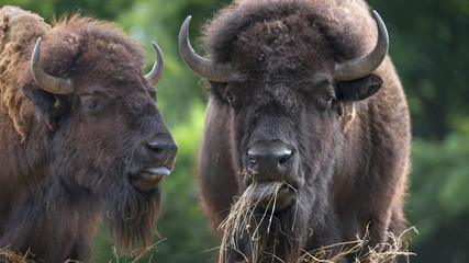 European bisons - bulls © Vera Kuttelvaserova