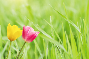 Flowers on Green Grass,Spring Concept