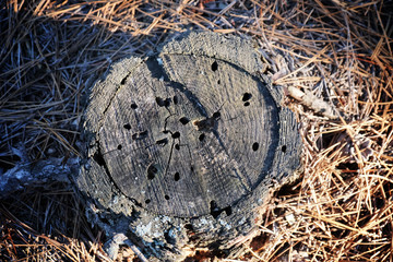 Wooden stub on dry pine needles
