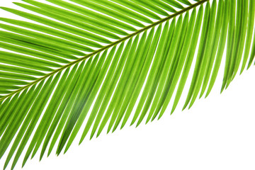 Obraz premium Green leaf of palm tree on white background, closeup