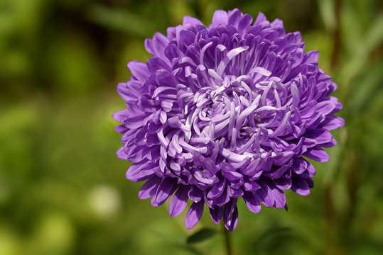 Gartenaster