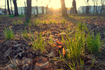 spring grass, in the warm light of the setting sun