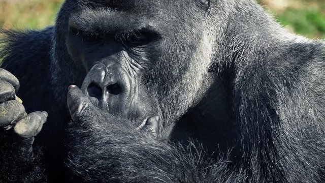 Silverback Gorilla Eating With His Hands