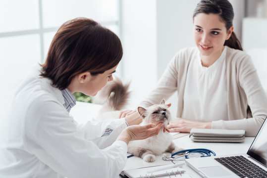 Veterinarian visiting a pet