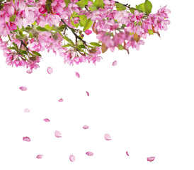 Obraz na płótnie Canvas appletree flower branches and falling petals