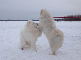 Two Samoyed dogs playing on the snow