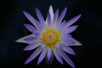 Fototapeta premium Blossom blue lotus flower on the water