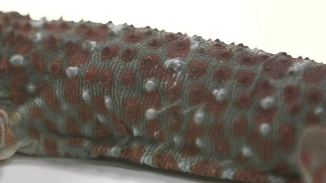 Tokay Gecko skin and eye on white 
