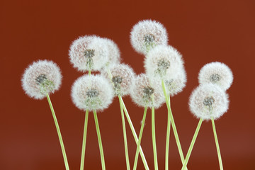 Dandelion flower on brown color background, group objects on blank space backdrop, nature and spring season concept.