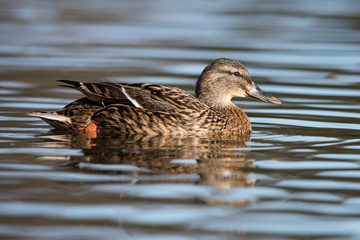 Mallard, Duck, Anas platyrhynchos
