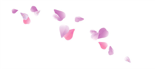 Purple Violet flying petals isolated on White background. Sakura Roses petals. Vector 