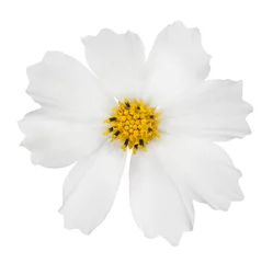 Stickers pour porte Fleurs isolated white flower bloom with yellow center