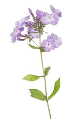 Fototapeta na wymiar lilac color phlox flowers isolated on white
