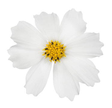 Fototapeta isolated white flower bloom with yellow center