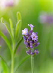 Lavender flower close-up. Lavandula officinalis.