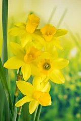 Deurstickers Narcis Daffodil, Jonquil, Daffodils, Narcissus
