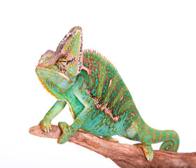 Veiled chameleon (chamaeleo calyptratus) close-up.