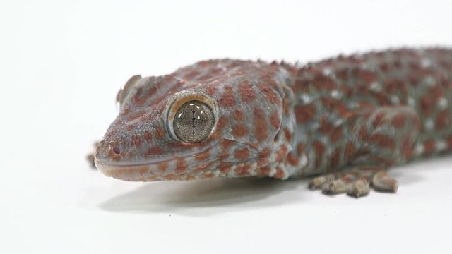 Tokay Gecko face on white close up table 