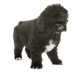 angry puppy newfoundland dog