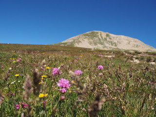 Obraz premium Flowers on the mountain with a beautiful blue sky in spanish pyrenees