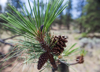 3 generations of ponderosa pine cone