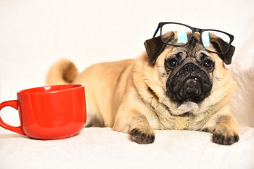 Cute pug dog with red mug