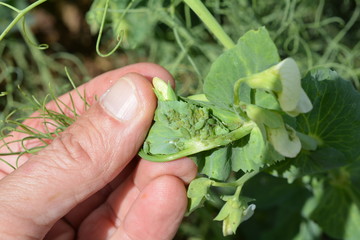 Pucerons verts sur pois