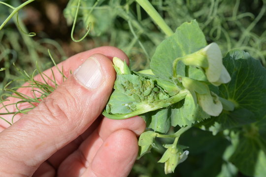 Pucerons verts sur pois
