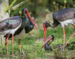 black storks - Ciconia nigra