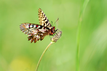 Fototapeta na wymiar Butterfly on spring meadow. Zerynthia polyxena, Southern Festoon or Spanish Festoon, 