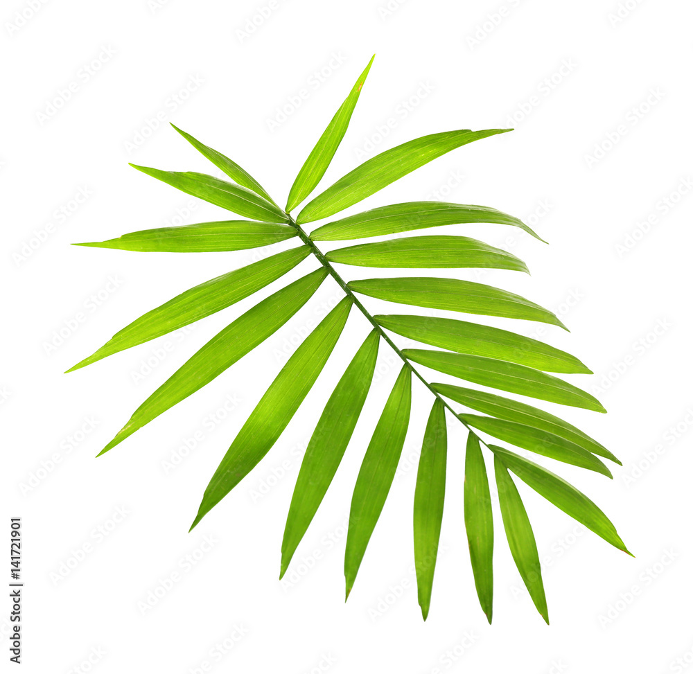 Wall mural Green coconut leaf on white background