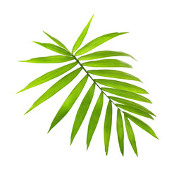 Fototapeta na wymiar Green coconut leaf on white background