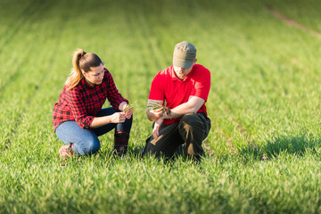 Young farmers examing  planted wheat in the field