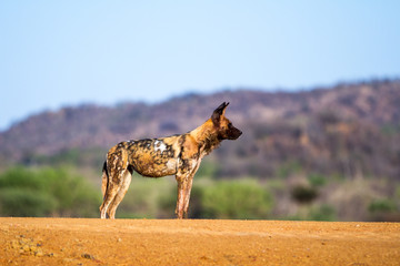 Fototapety na wymiar - Fototapeta24.pl