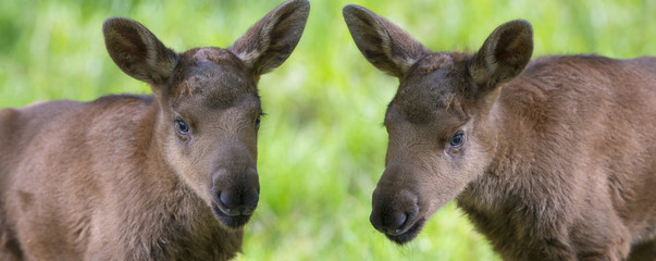 elch babies moose