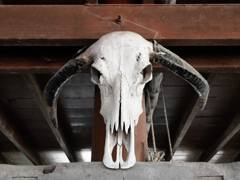 Beautiful portrait of death, cow skull in thai house, no smile 