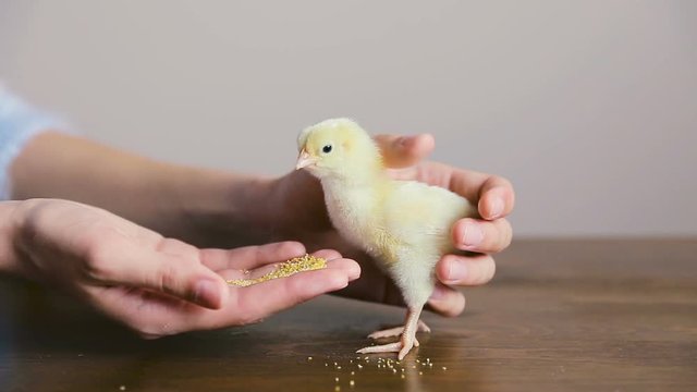 Little Chicken in hands. Little cute fluffy yellow chick in woman hands