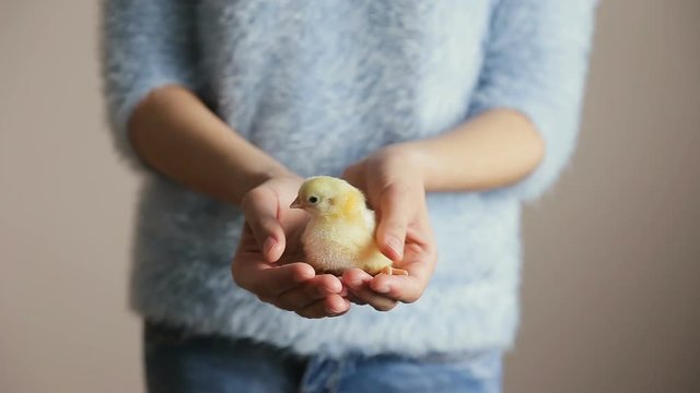 Little Chicken in hands. Little cute fluffy yellow chick in woman hands