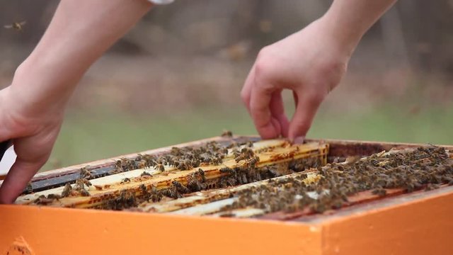 Honey bee footage for honey production and bee research