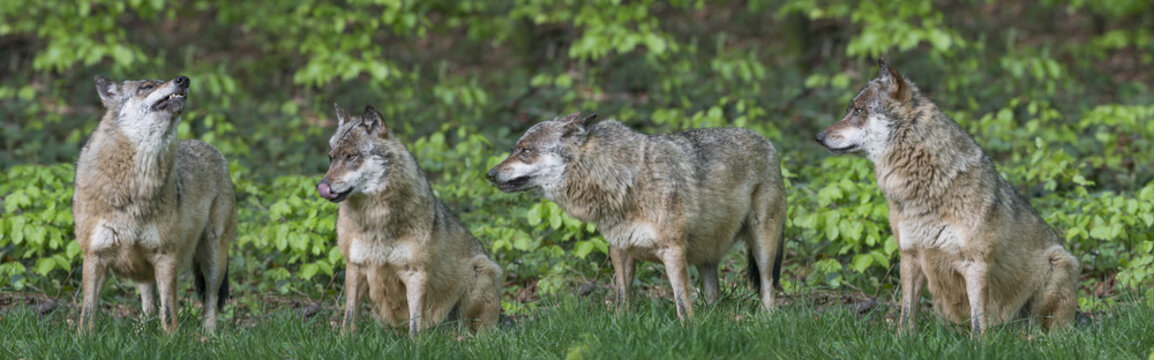 wolfs in a forest