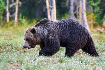 Male brown bear