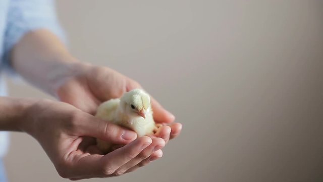Little Chicken in hands. Little cute fluffy yellow chick in woman hands